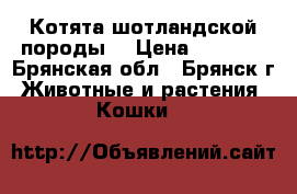 Котята шотландской породы. › Цена ­ 3 000 - Брянская обл., Брянск г. Животные и растения » Кошки   